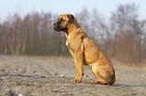 CANE CORSO 731